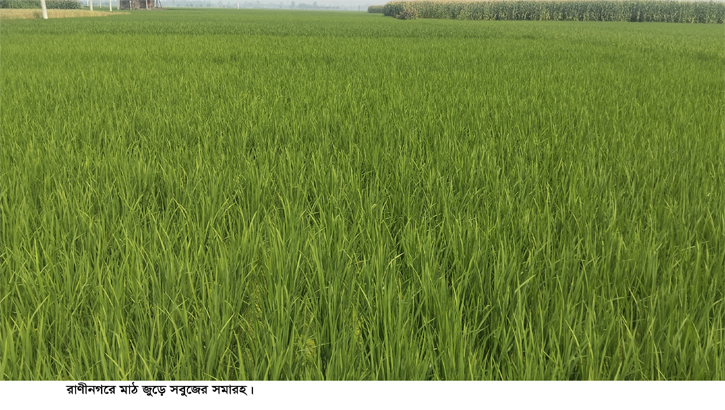 রাণীনগরে বিস্তীর্ণ জুড়ে ইরি-বোরো ধানের সবুজের সমারহ 